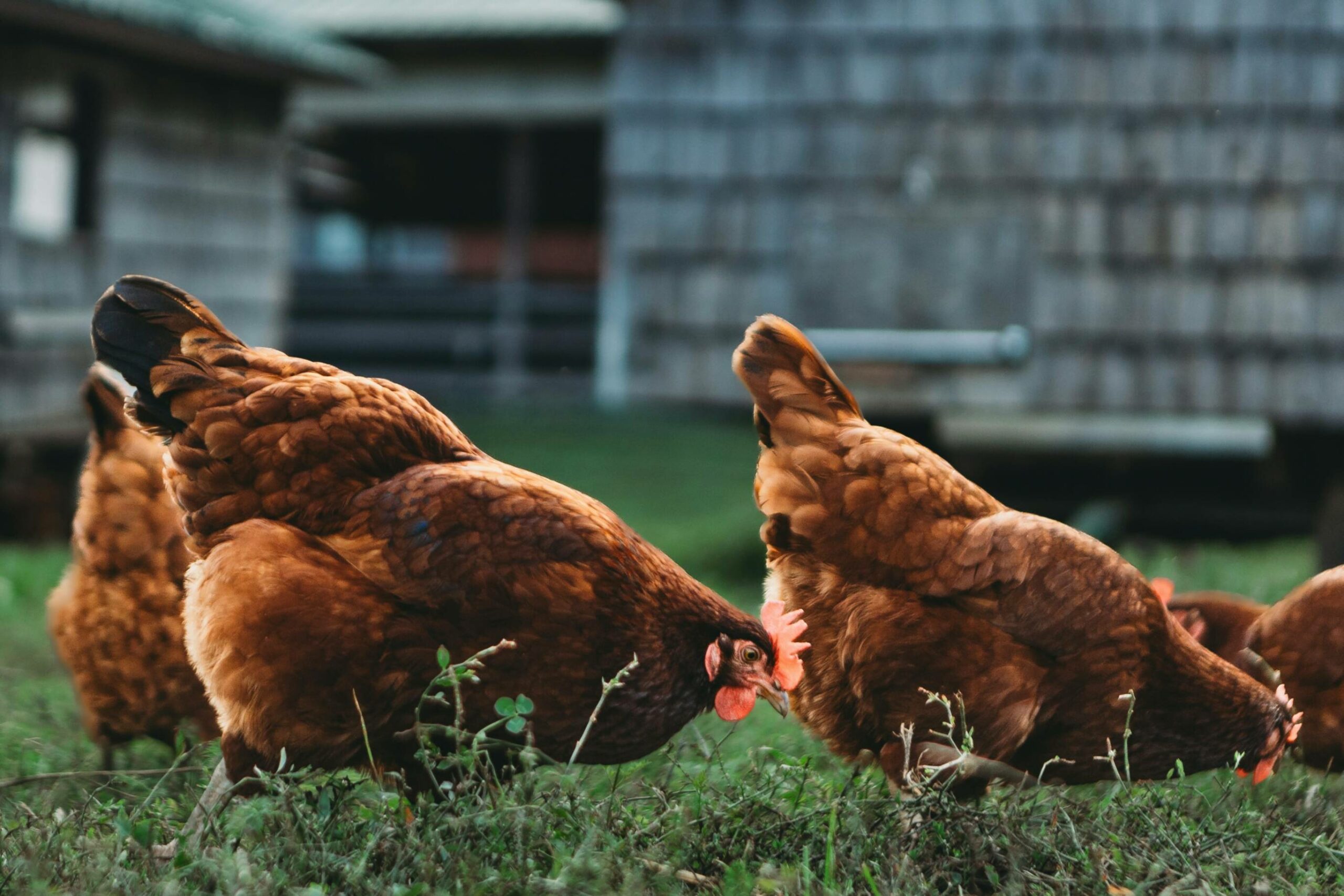 L’ARS recommande d'éviter de construire un poulailler à partir de matériaux recyclés et de nourrir les poules dans une mangeoire