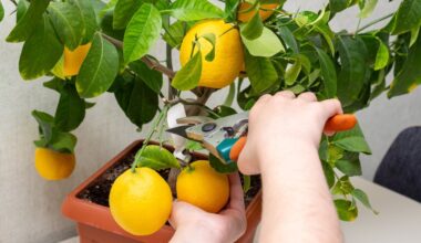 Appliquez cette technique sur le citronnier pour de beaux citrons