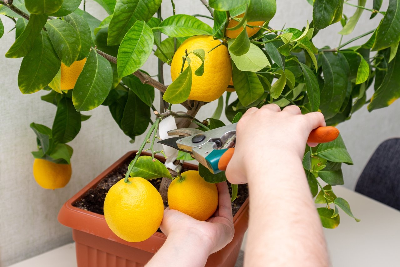 Appliquez cette technique sur le citronnier pour de beaux citrons