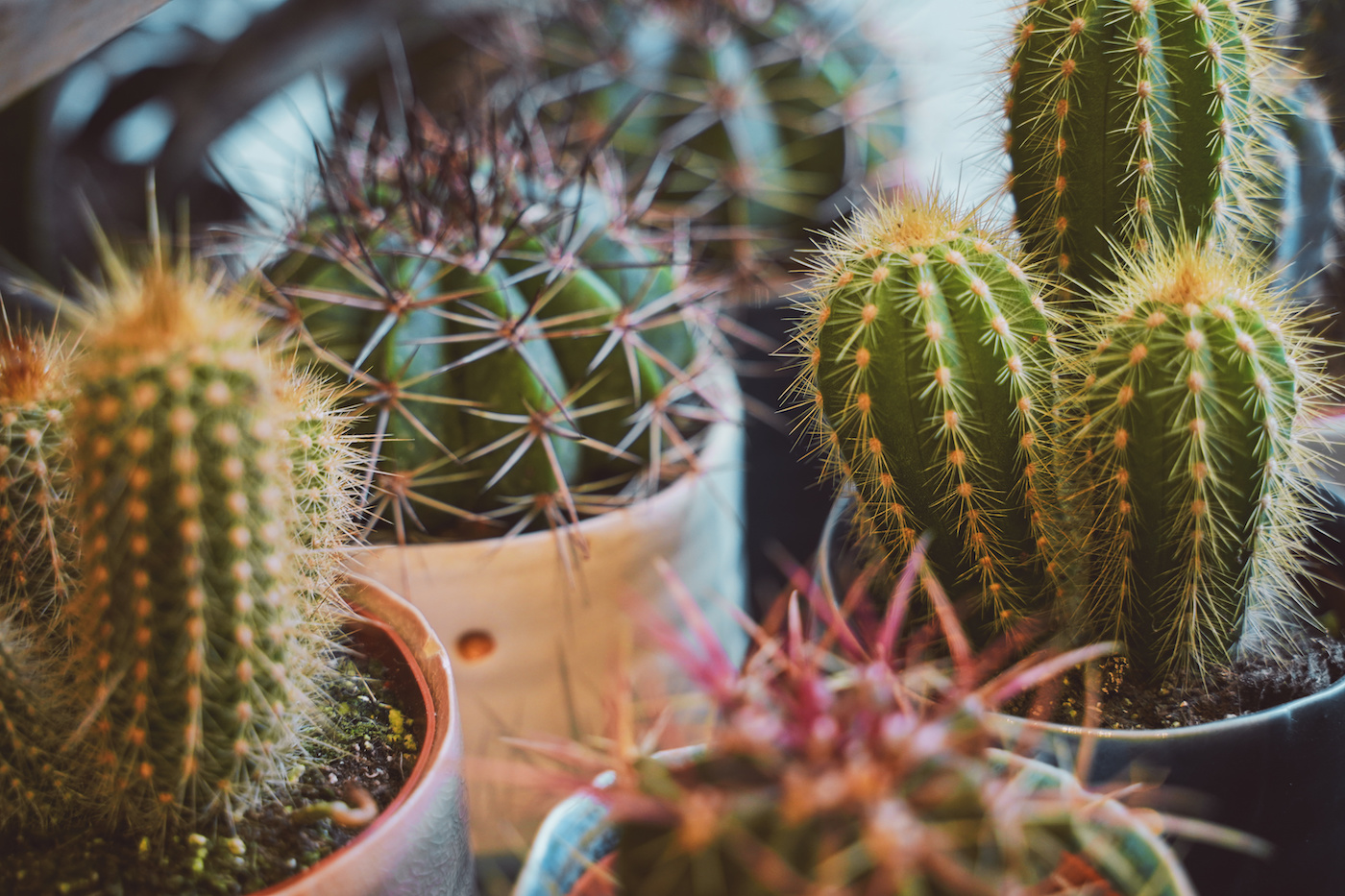 plantes cactus nature écologie