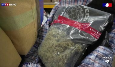 "Une première en France" : un groupe criminel canadien soupçonné d'avoir importé 3 tonnes d'herbe de cannabis