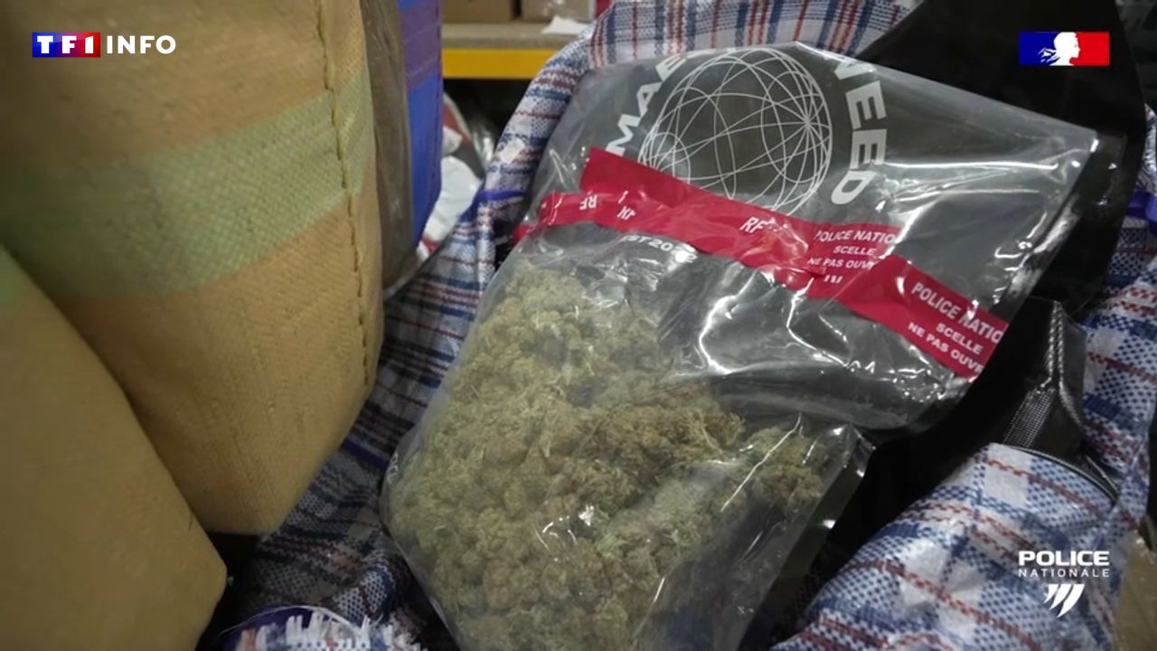 "Une première en France" : un groupe criminel canadien soupçonné d'avoir importé 3 tonnes d'herbe de cannabis