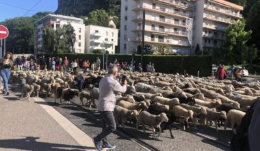 Grenoble. Pourquoi près de 500 brebis débarquent en ville et quand voir l'événement