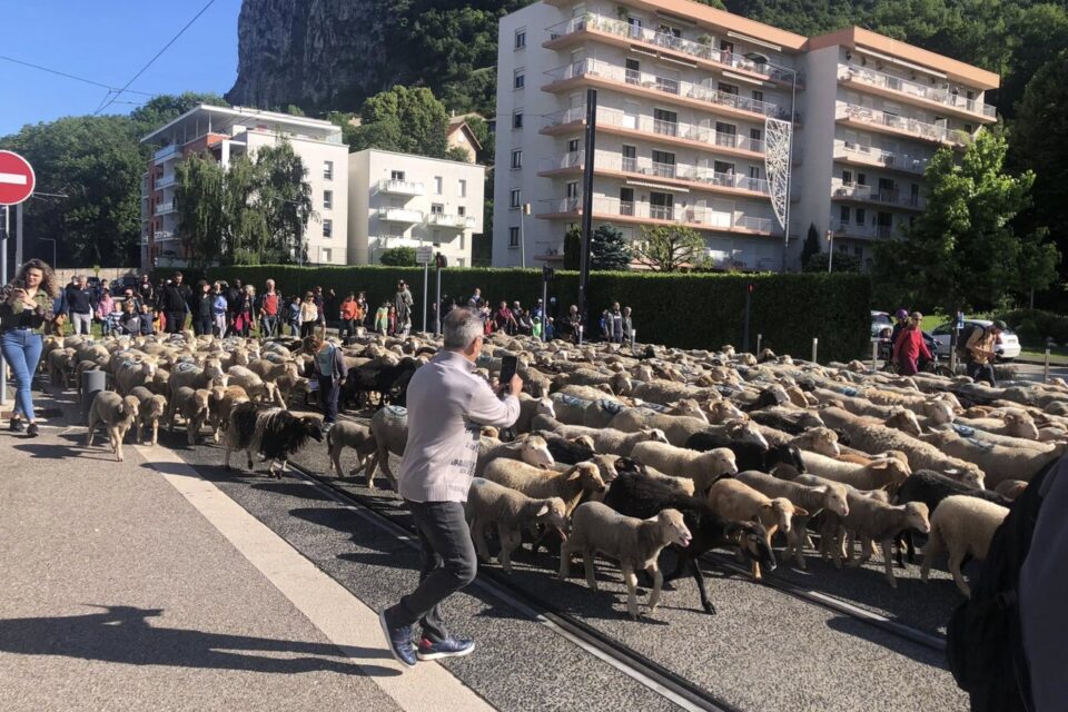 Pour la deuxième année consécutive, la transhumance de 500 brebis passera par la Métropole de Grenoble, entre le 29 mai et le 4 juin.