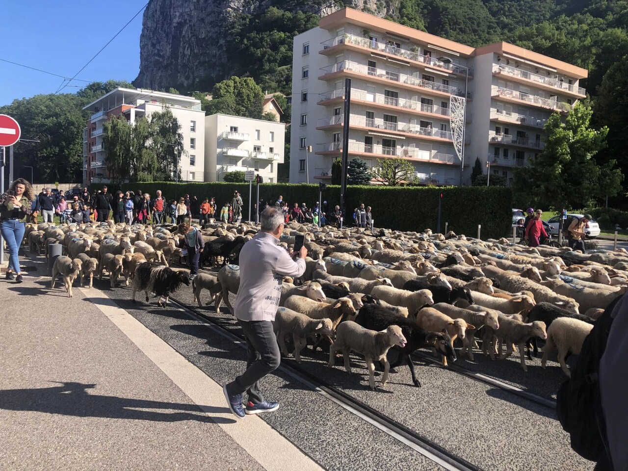 Grenoble. Pourquoi près de 500 brebis débarquent en ville et quand voir l'événement