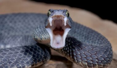 Un homme mordu par des serpents inspire un nouvel antivenin !