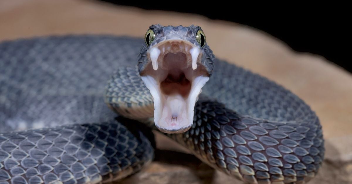 Un homme mordu par des serpents inspire un nouvel antivenin !