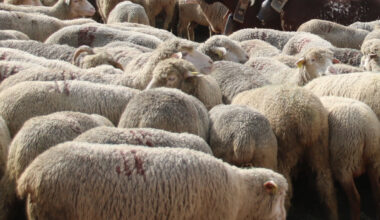Une grande transhumance va passer près de Grenoble, près de 300 brebis et 200 agneaux sont attendus