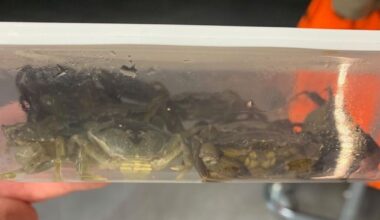 l'association Paz alerte la préfecture sur le sort des crabes verts vendus à Décathlon