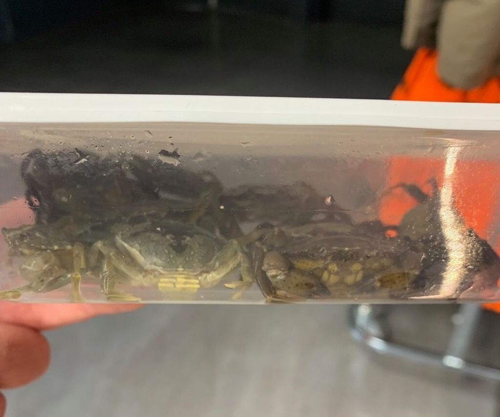 l'association Paz alerte la préfecture sur le sort des crabes verts vendus à Décathlon