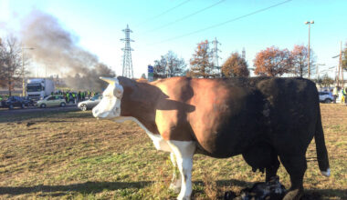 les vaches de retour sur le rond-point des vaches !