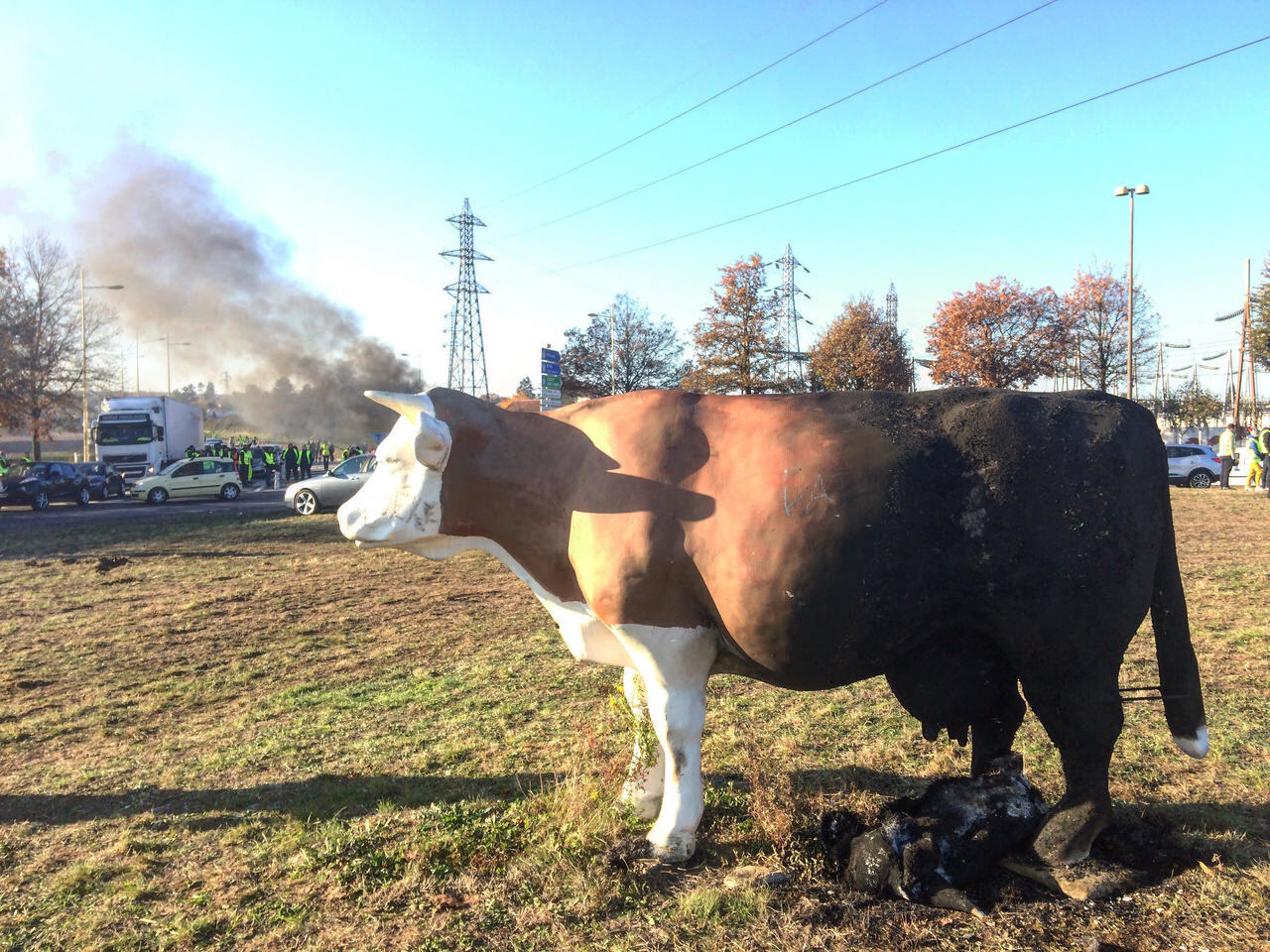 les vaches de retour sur le rond-point des vaches !