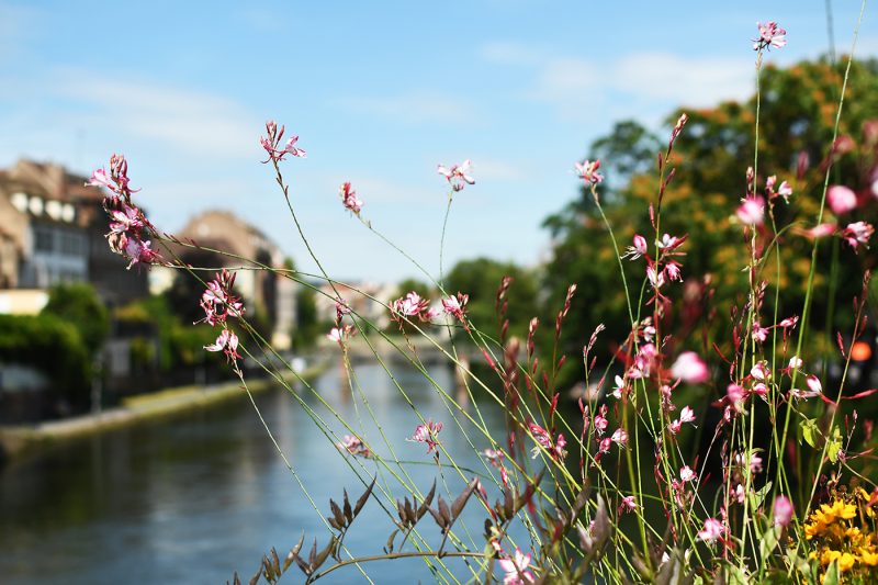 Végétaux quais (4) plantes fleurs