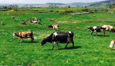 la FAO appelle à renforcer les mesures sur la fièvre aphteuse