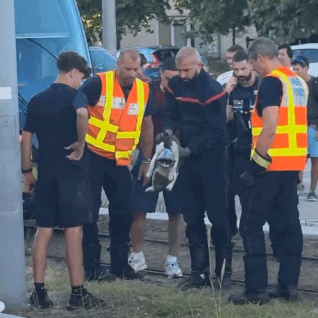 l'incroyable sauvetage d'un chat coincé et blessé sous une rame de tramway