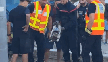 l'incroyable sauvetage d'un chat coincé et blessé sous une rame de tramway