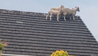 Des moutons évadés grimpent sur un toit pour échapper à la patrouille de police