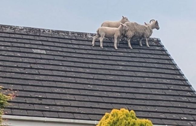 Des moutons évadés grimpent sur un toit pour échapper à la patrouille de police