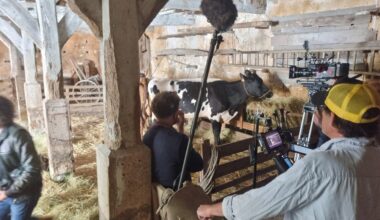 Ces deux vaches de Loire-Atlantique seront au casting du dernier film de Cédric Klapisch