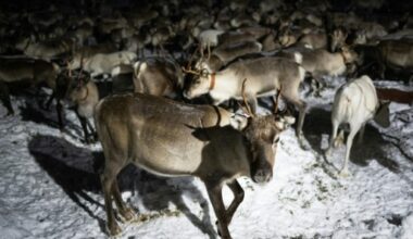 Un troupeau de rennes, le 23 novembre 2021 près d'Ivalo, en Finlande © AFP Jonathan NACKSTRAND