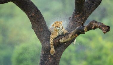 découvrez la photo gagnante du concours Africa Geographic Photographer of the Year 2025