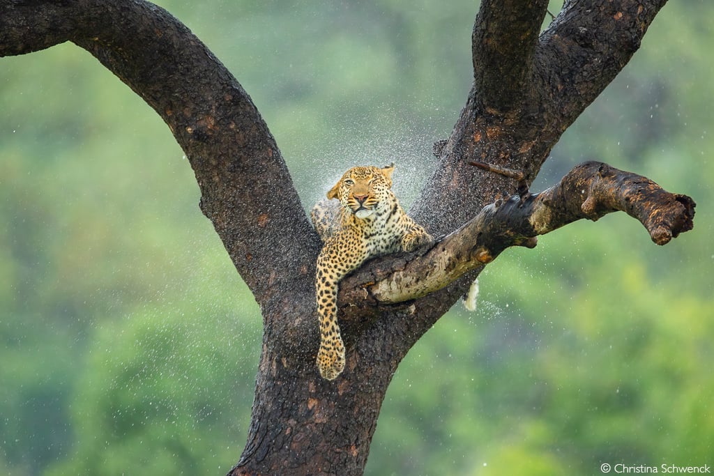 découvrez la photo gagnante du concours Africa Geographic Photographer of the Year 2025