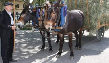 Une fête du foin et des traditions de la Crau