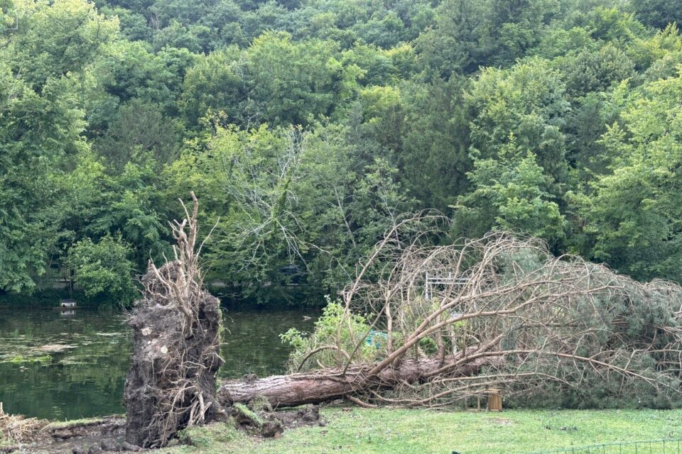 Dans le parc du manoir de l'Andelle, de très nombreux arbres ont été déracinés ou arrachés par la force du vent.
