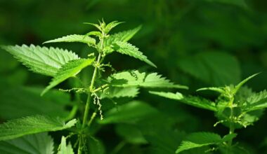 344 kg de cannabis saisis dans un camion sur l'autoroute A63