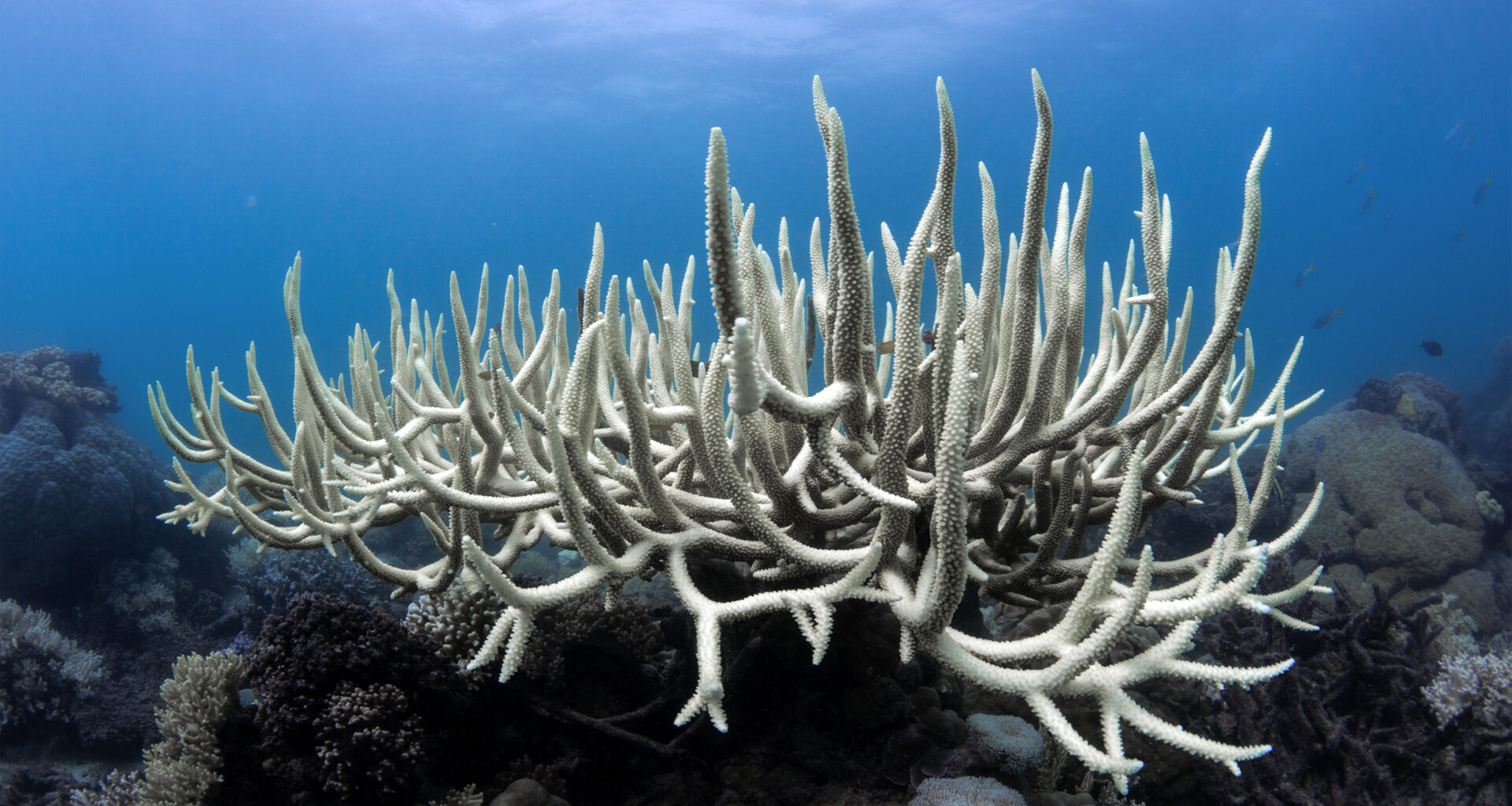 UNOC-3 à Nice : l'espoir d'un sursaut international pour la protection des océans