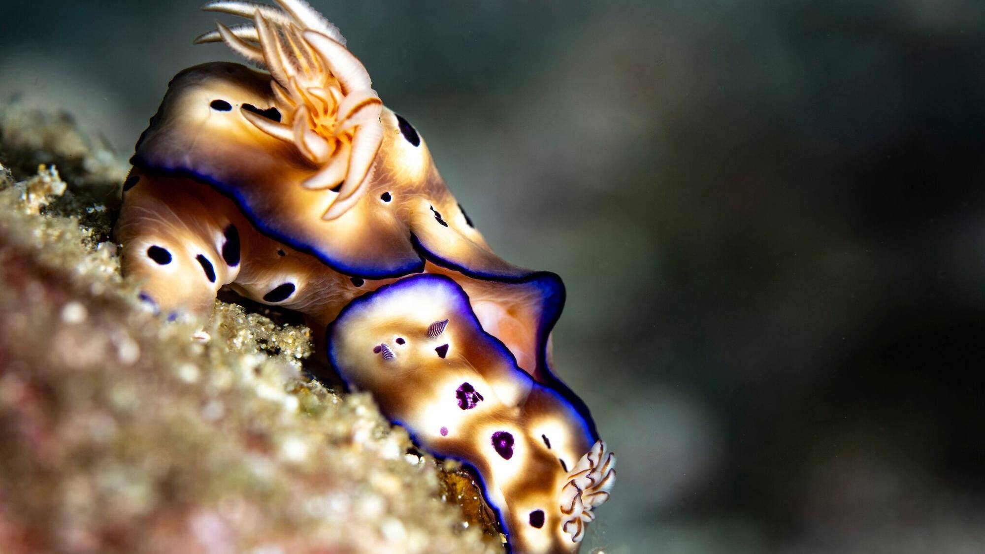 Deux nudibranches se reposent sur le corail sous les eaux des îles Raja Ampat, un archipel indonésien. — © Cristina Mittermeier