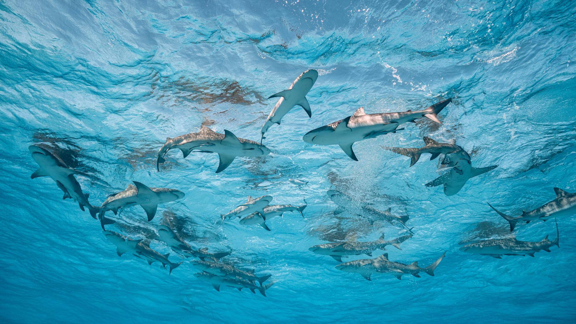 Cristina Mittermeier a entrepris plus de 45 expéditions à travers la planète, notamment aux Bahamas, l'un des seuls pays au monde à avoir déclaré l'ensemble de son habitat marin sanctuaire pour les requins. — © Cristina Mittermeier