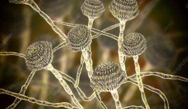 Quel est ce champignon invisible qui menace de nous dévorer de l’intérieur : l’expansion silencieuse de l’Aspergillus