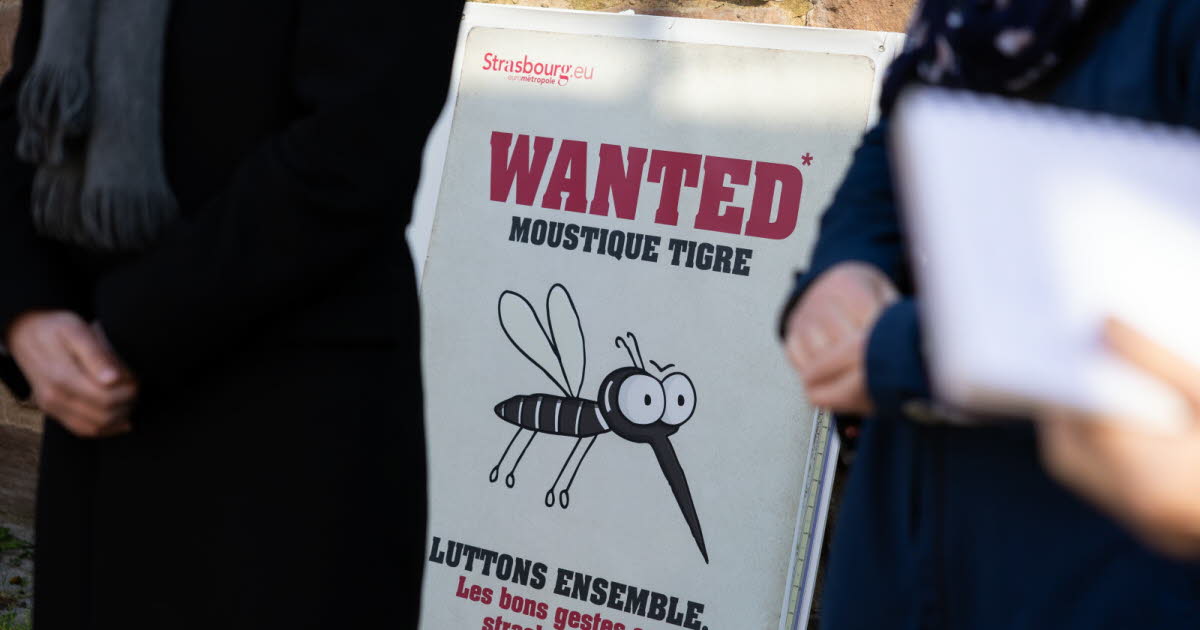 Courrier des lecteurs. Moustique tigre, modification de la place d'Ostwald... c'est vous qui le dites
