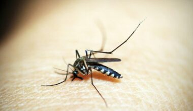 Un premier cas de chikungunya en Occitanie, les autorités sanitaires veulent limiter la propagation du virus