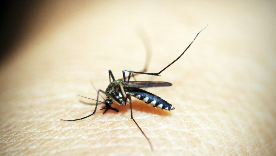 Un premier cas de chikungunya en Occitanie, les autorités sanitaires veulent limiter la propagation du virus