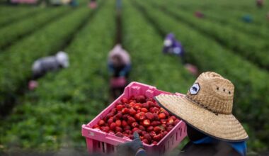 Donald Trump a un problème: aux Etats-Unis, quatre ouvriers agricoles sur dix sont sans papiers