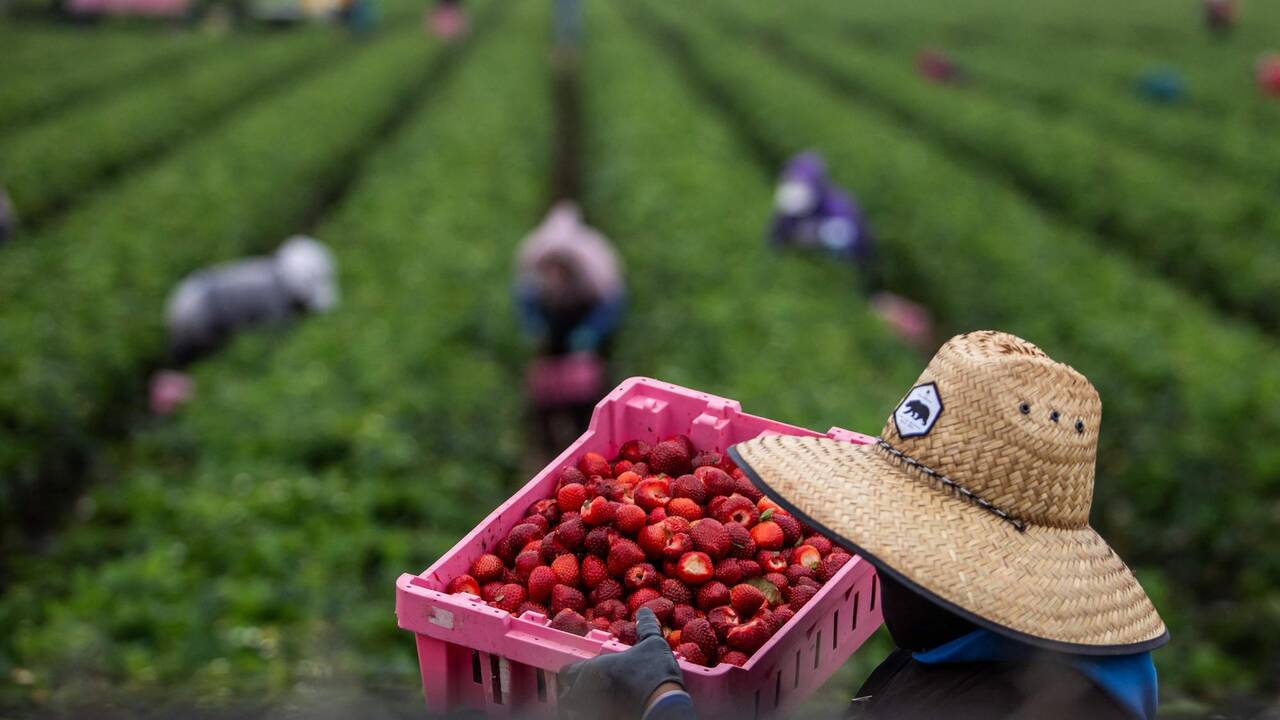 Donald Trump a un problème: aux Etats-Unis, quatre ouvriers agricoles sur dix sont sans papiers