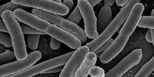 E. Coli, plastique et paracétamol, le savant mélange ?