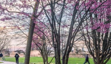 Genève: un livre sur 40 arbres genevois au fil des saisons