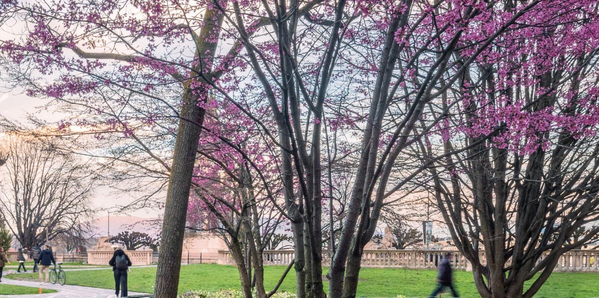 Genève: un livre sur 40 arbres genevois au fil des saisons