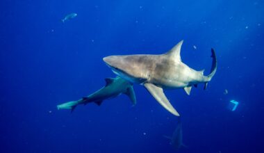 À New York, une baigneuse a « très probablement » été mordue par un requin selon les experts