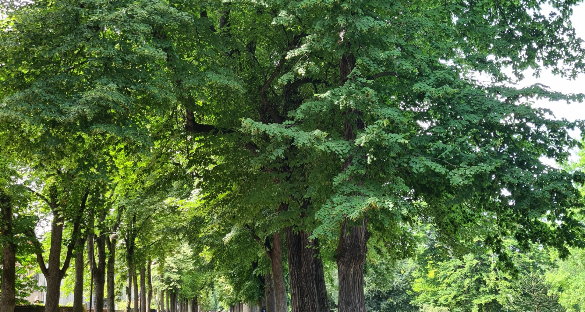 Transformations à prévoir au parc de la Pépinière à Nancy