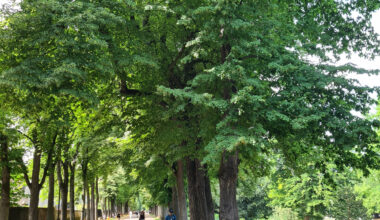 Transformations à prévoir au parc de la Pépinière à Nancy