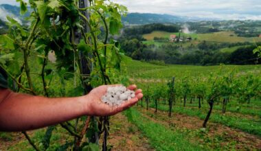 à Bordeaux, les vignerons de moins en moins aidés face à la grêle