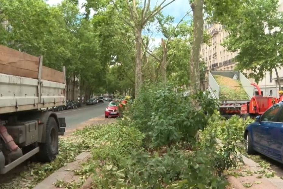 "Pire tempête à Paris depuis 1999", arbres déblayés, parcs réouverts progressivement, comment sécuriser la capitale après les importants dégâts ?