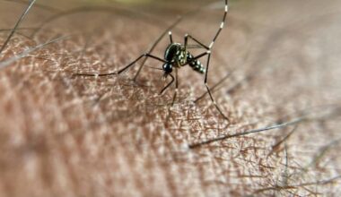 Le chikungunya circule à un niveau jamais vu en métropole aussi tôt dans l'année : Actualités