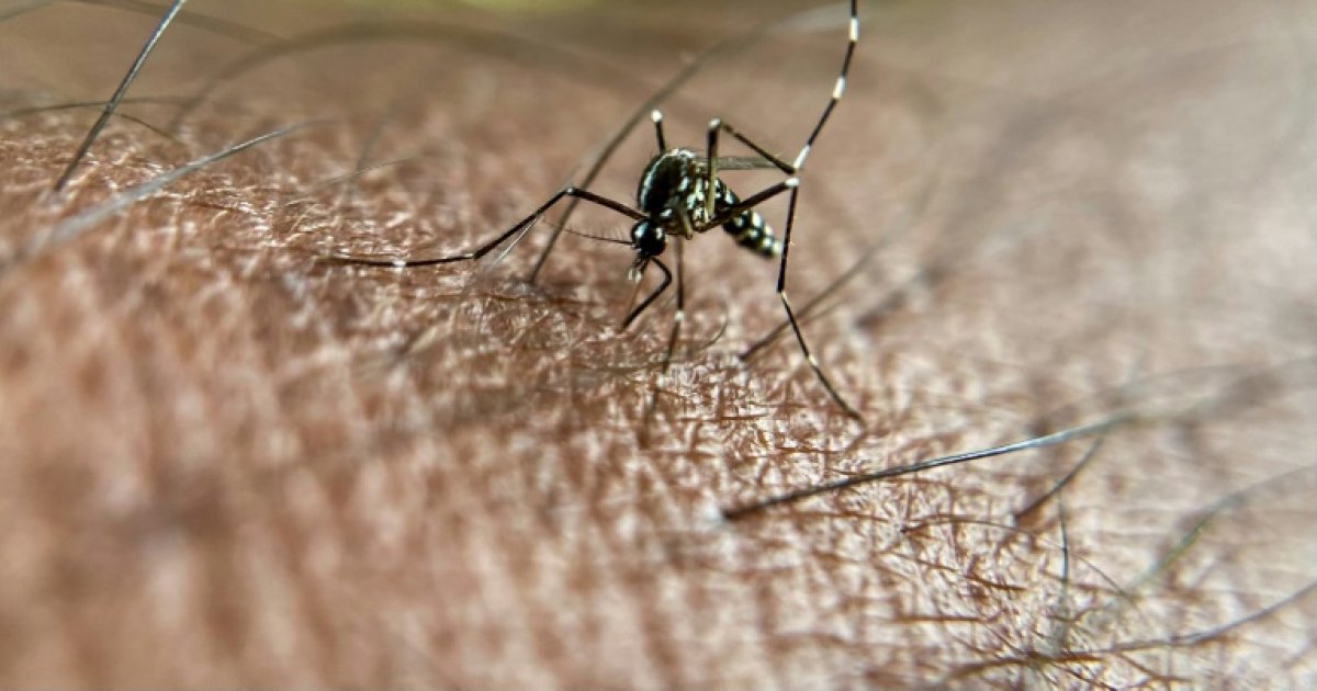 Le chikungunya circule à un niveau jamais vu en métropole aussi tôt dans l'année : Actualités