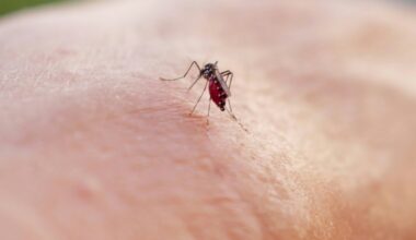 Chikungunya: les deux cas autochtones récents sont les plus précoces jamais identifiés en métropole : Actualités