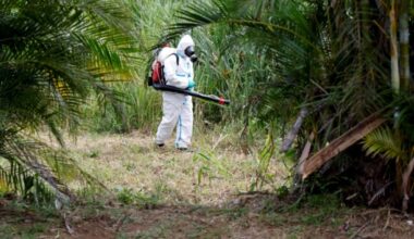 La Réunion: cinq nouveaux décès imputés au chikungunya malgré une épidémie en décrue : Actualités